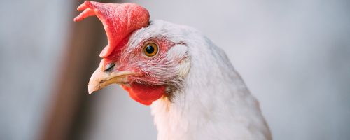 Close Up White Chicken In Rustic Farm Yard