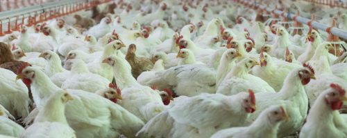 Closeup shot of broiler chickens into the indoor chicken farm