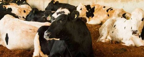 compost barn milkpoint