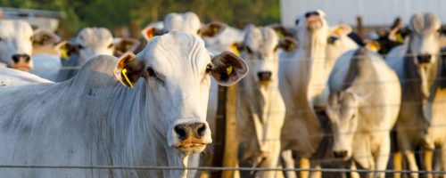 nelore cattle in corral, white cow lokking at camera