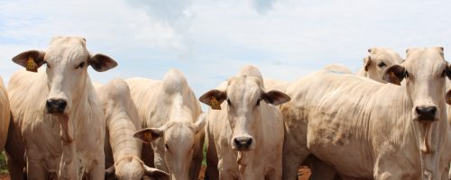 cow-nelore-farm-agro-agriculture