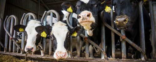 cows in a farm. Dairy cows .