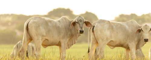 Cows on pasture at sunset.