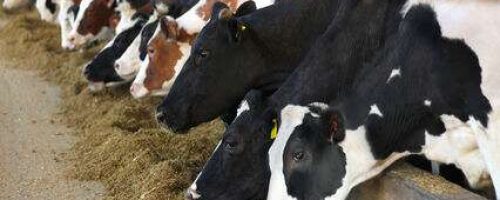 cows-shed-indoors-mega-farm