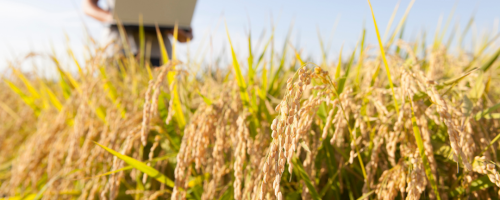 cursos agro