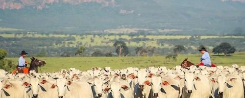 dia-de-campo-online-recria-ambiente-fazendas-iconicas-da-pecuaria-de-corte-na-internet