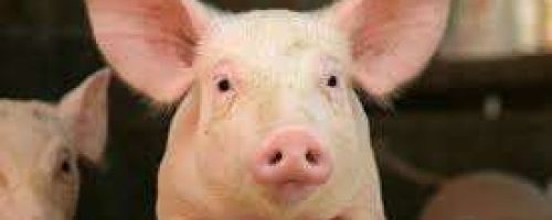 download - 2020-12-22T135841.103