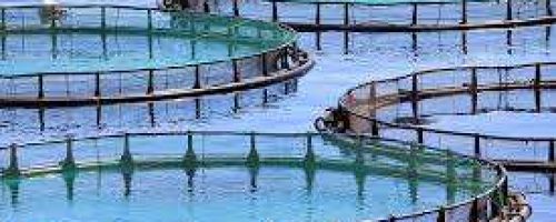 AQUICULTURA-TANQUES