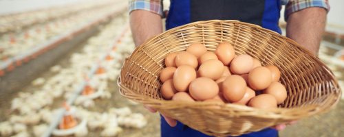 Eggs right from the farm