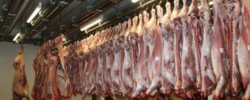 exportação carne bovina MT