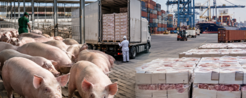 exportações de carne suína batem recorde (2)