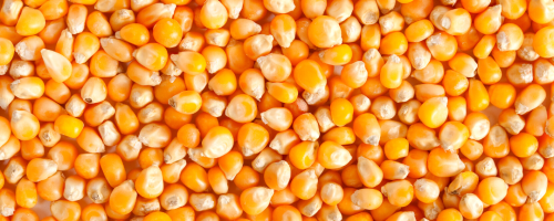 feed&food - 2022-11-08T101040.923
