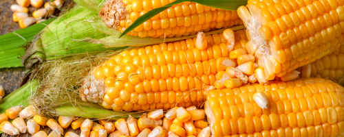 feed&food - 2022-11-21T102632.135