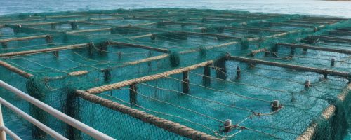 Fish cages in the ocean for aquaculture, emphasizing sustainable seafood practices