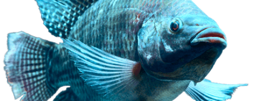 fish hero 1