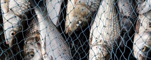 Fresh fish in a fishing nets.