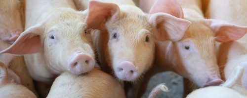 group-pig-that-looks-healthy-local-asean-pig-farm-livestock--2-