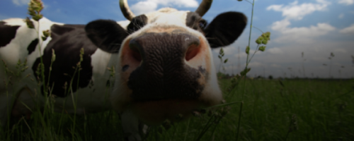 vaca