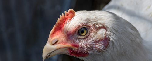 Head of white chicken close-up. Farm life.