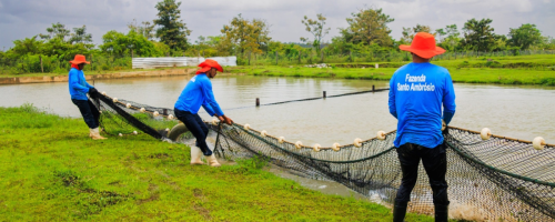 ifc amazonia 2025 pirarucu
