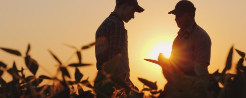 Two farmers talk on the field. Use a tablet.