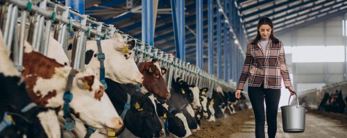 jovem-mulher-com-balde-e-no-estabulo-alimentando-vacas