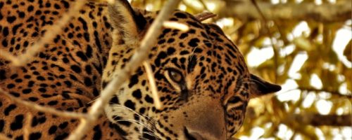 leen_stephanie-simioni_13-08-2019-scaled