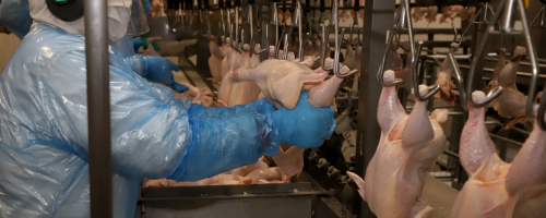 linha de carne de frango