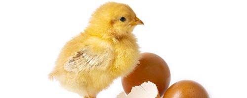 Little newborn yellow chicken standing near egg