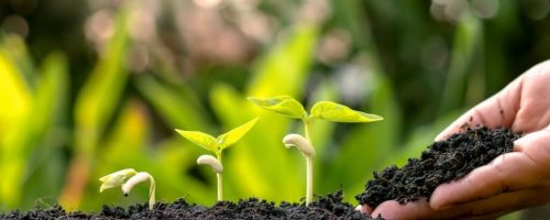 mao-tipos-de-adubacao-solo-tres-plantulas
