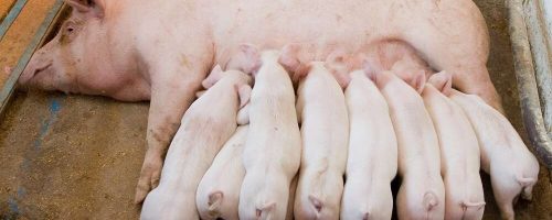 Newborn,Piglets,Feeding,From,Mother,Pig,In,The,Farm.,Suckling