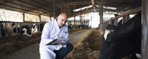 Veterinarian doctor checking health status of cattle at cows farm.
