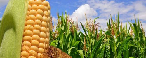 O melhoramento genético do milho eleva a produtividade, amplia a oferta de insumos para nutrição animal e fortalece a sustentabilidade da cadeia de proteína no Brasil