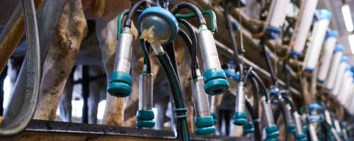 milking machine on a dairy farm close up