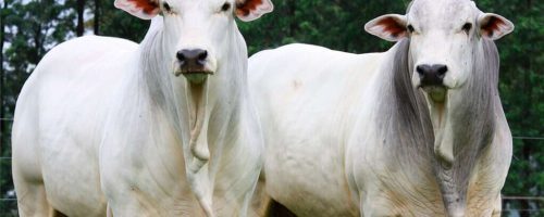 Brasil envia primeiro embarque de carne bovina ao Vietnã, iniciando exportações após abertura de mercado e fortalecendo relações comerciais