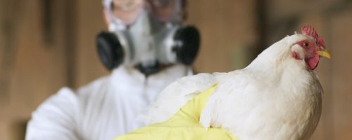 nova-gripe-aviaria