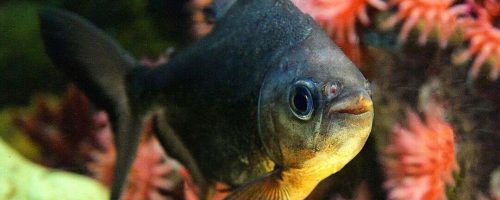 pacu