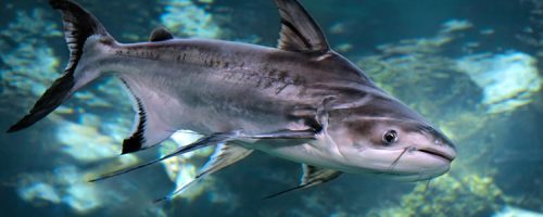 Iridescent shark (Pangasianodon hypophthalmus) freshwater fish in the aquarium.