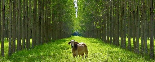 pecuaria