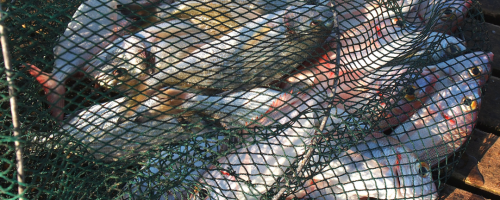 peixe 1