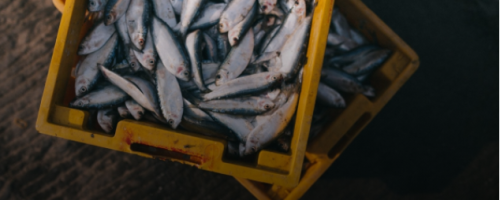 peixe