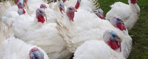 Outdoor keeping of snow-white turkeys with blue head and red comb; Shutterstock ID 1894899451; purchase_order: KASA; job: South America; client: Customer technical presentation