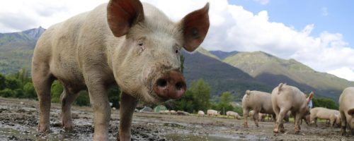 pig-752557_1920 (1)