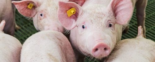 pink-pigs-on-the-farm-swine-at-the-farm-meat-industry-pig-farming