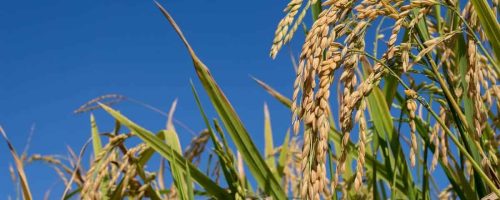 plantacao de arroz