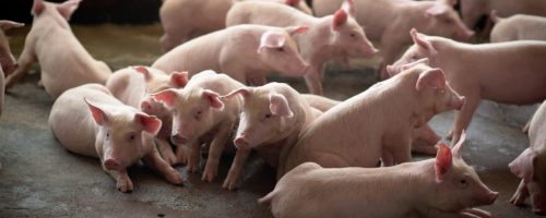 portrait-of-young-pig