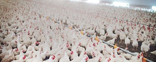 Poultry unlimited. Shot of chickens on a poultry farm.