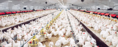produção avícola.png