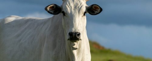 profile-of-nelore-cattle-in-pasture