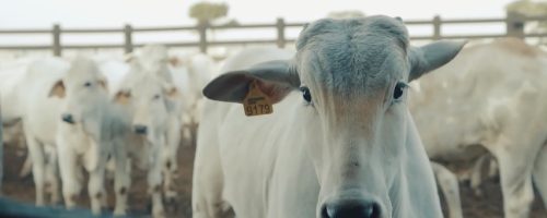 reducao-marca-a-fogo-substituicao-brincos-bottons-fazenda-sao-clemente-agropecuaria-marcondes-cesar-bem-estar-animal